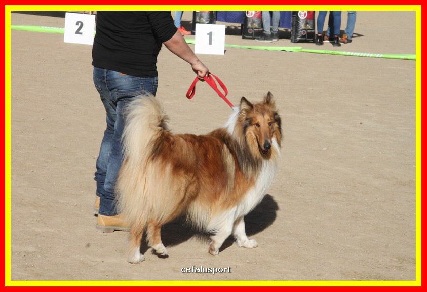 180311 mostra_canina 004.jpg